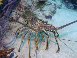 Spiny Lobster IMG 4781